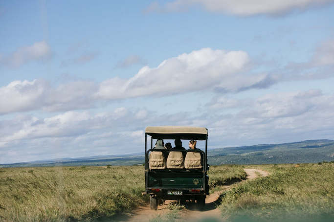 safari
